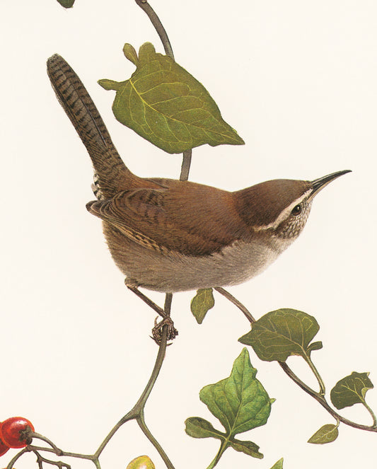 J. Fenwick Lansdowne: Bewick’s Wren Bookmark_Front_Flat