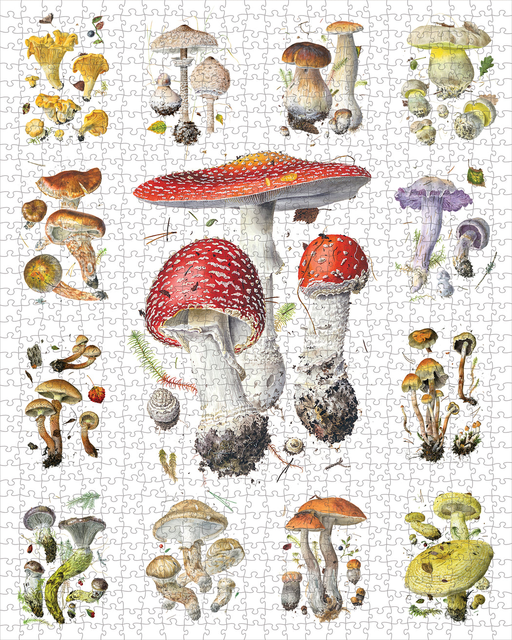 Mushrooms: Alexander Viazmensky 1000-Piece Jigsaw Puzzle_Zoom