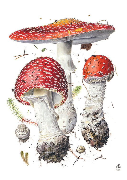 Mushrooms: Alexander Viazmensky Boxed Notecard Assortment_Front_3D