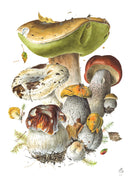 Mushrooms: Alexander Viazmensky Boxed Notecard Assortment_Interior_4