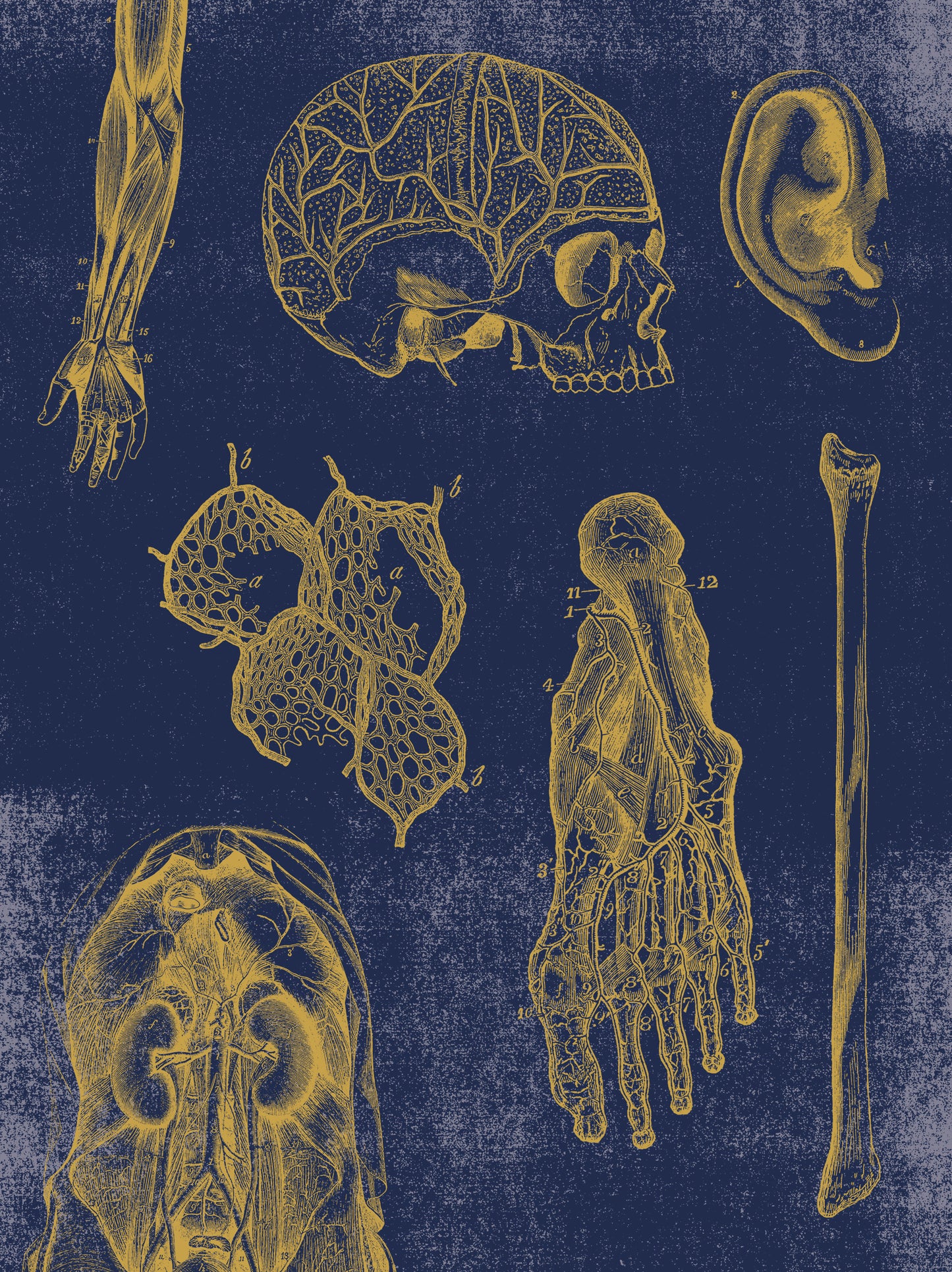 Vintage Anatomy Slipcase Boxed Notecards_Back_Multipiece