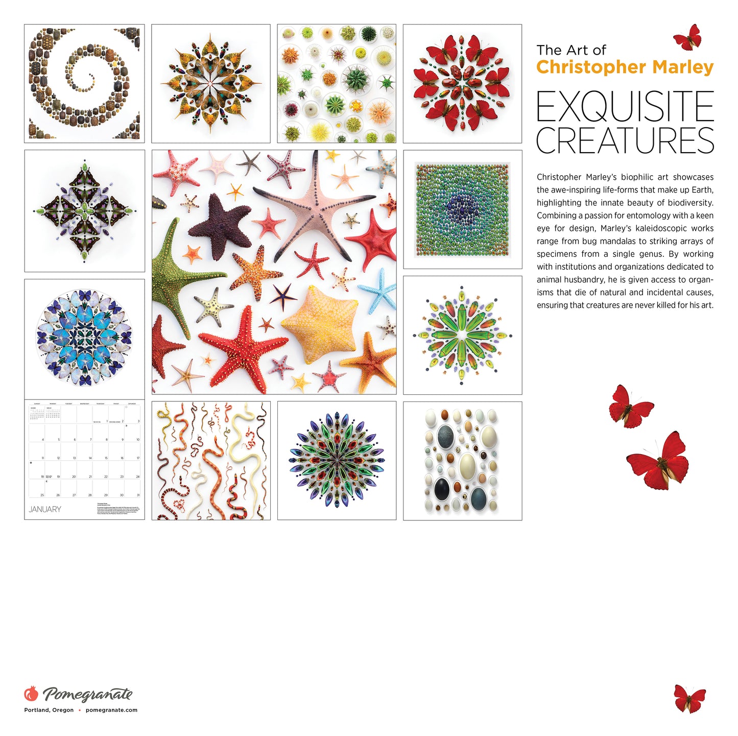 Exquisite Creatures: The Art of Christopher Marley 2026 Wall Calendar_Back_Multipiece