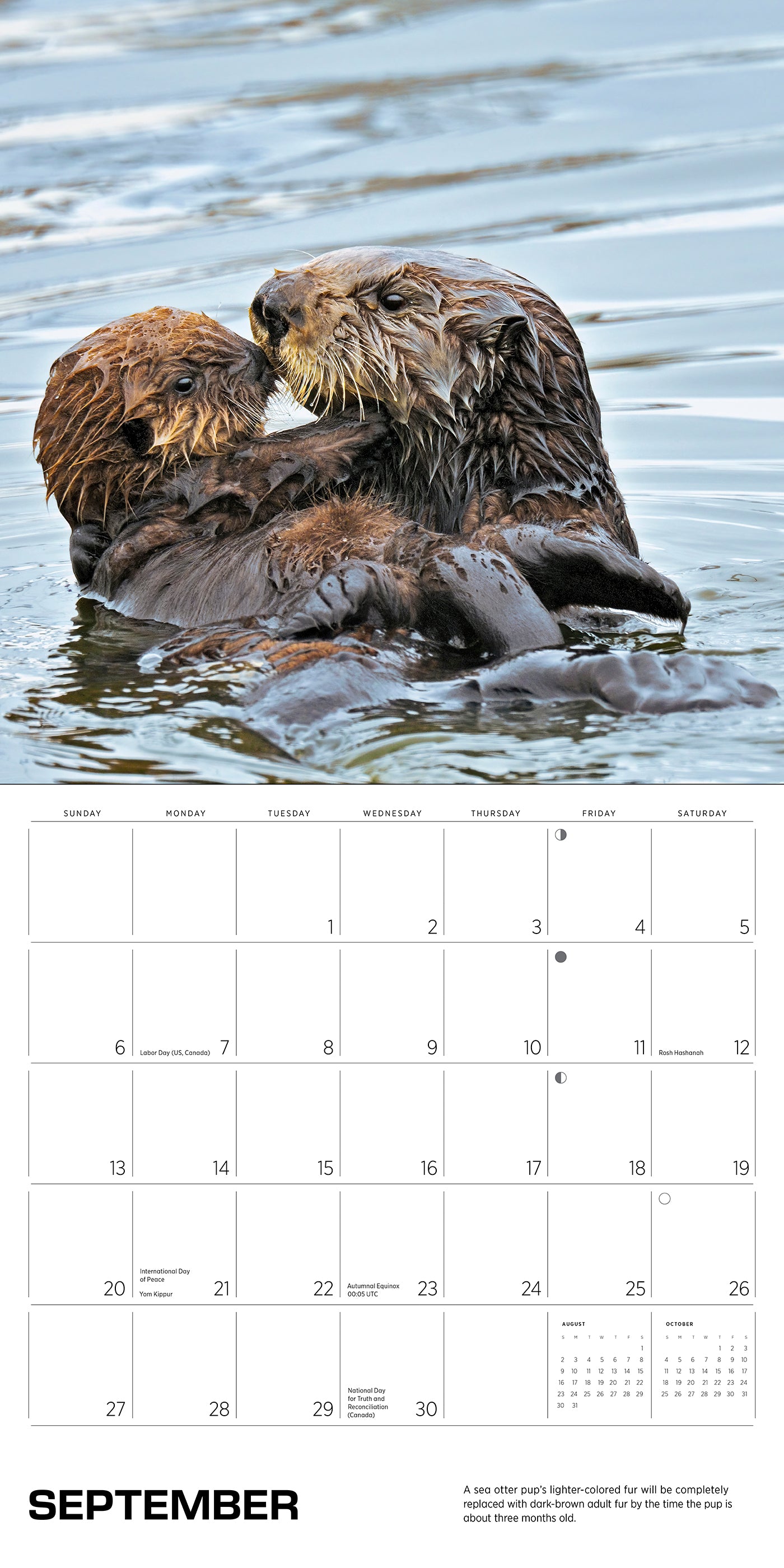 Sea Otters: Photographs by Tom and Pat Leeson 2026 Wall Calendar_Interior_3