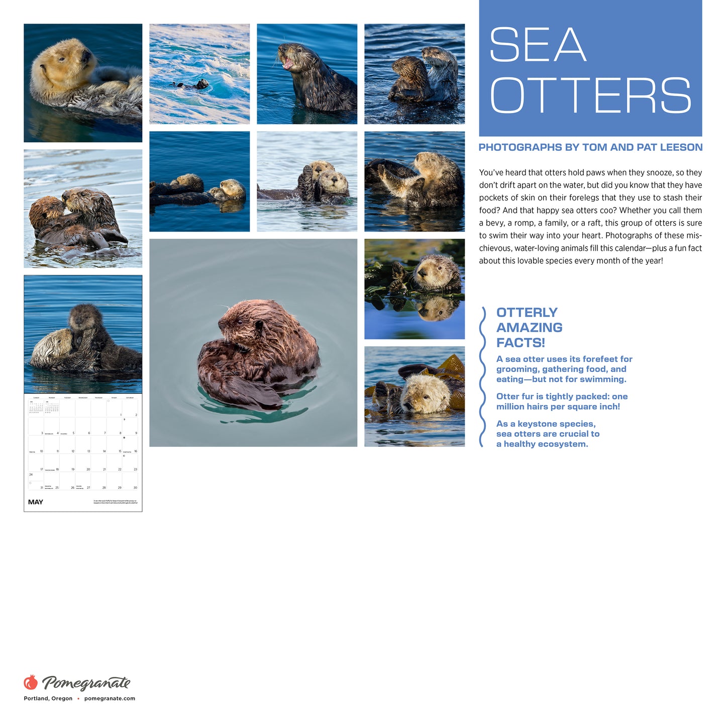Sea Otters: Photographs by Tom and Pat Leeson 2026 Wall Calendar_Back_Multipiece