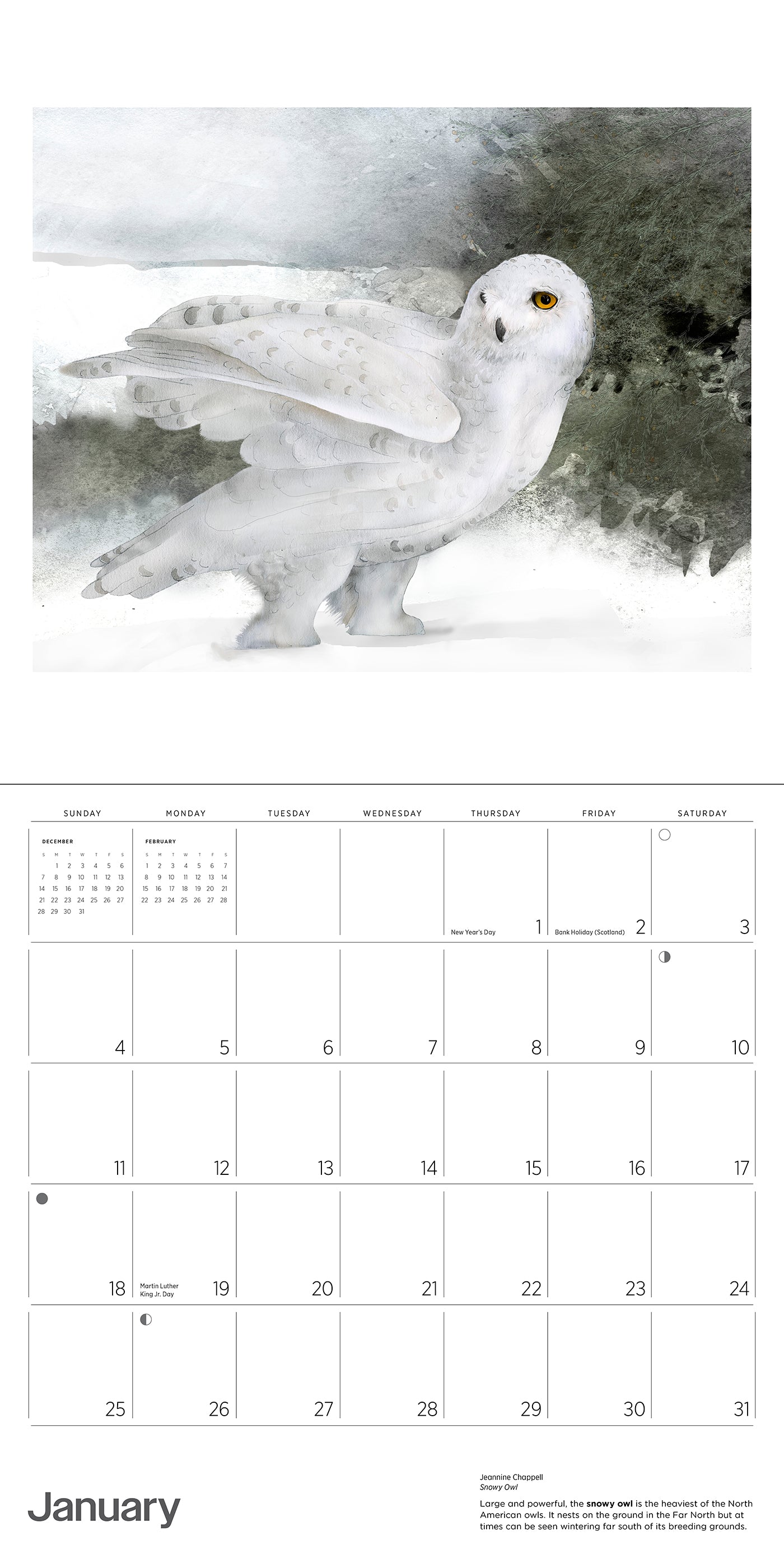 Owls: Jeannine Chappell 2026 Wall Calendar_Interior_1