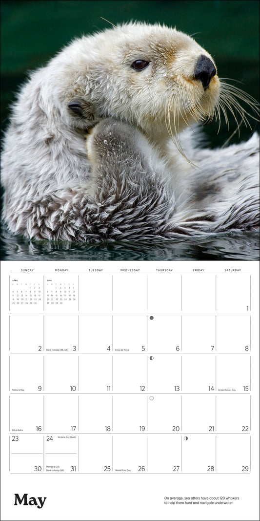Sea Otters: Photographs by Tom and Pat Leeson 2027 Wall Calendar_Front_Flat