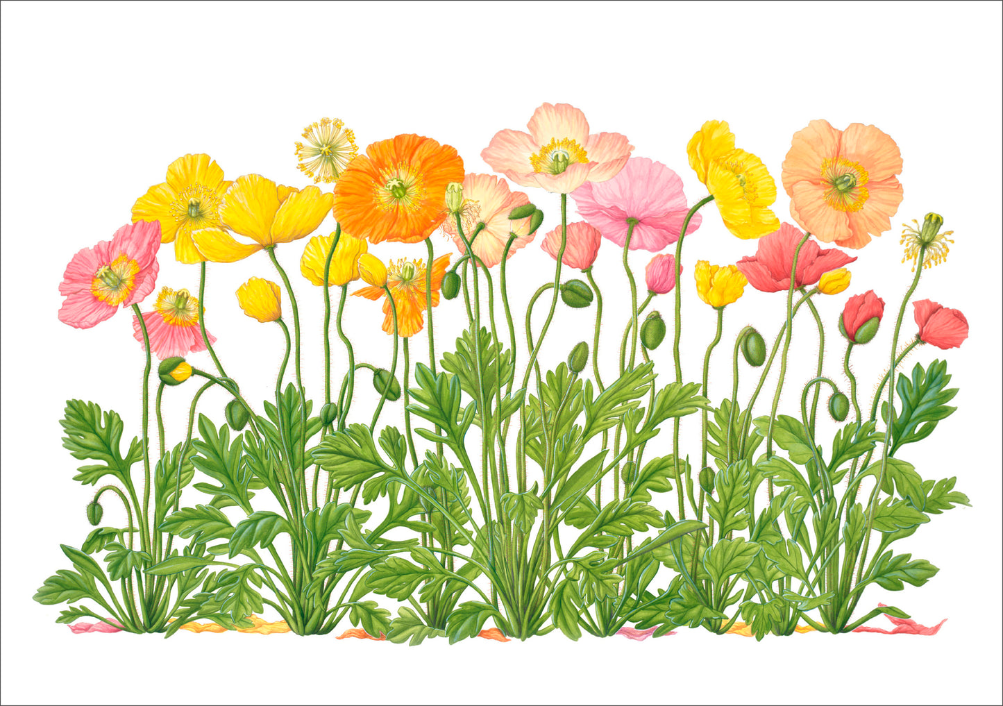 Erin E. Hunter: Iceland Poppies Birthday Card_Front_Flat