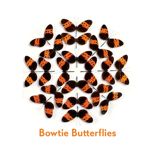 Christopher Marley’s Incredible Insects Memory Game_Primary