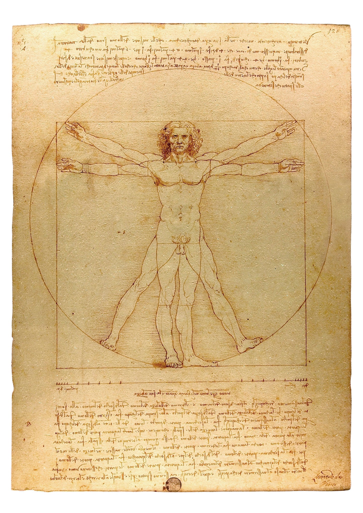 Leonardo da Vinci: Vitruvian Man Postcard_Front_Flat