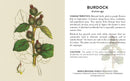 Herbs and Medicinal Plants Knowledge Cards_Interior_2