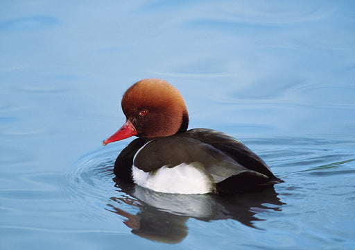 Red-Crested Pochard Notecard_Front_Flat