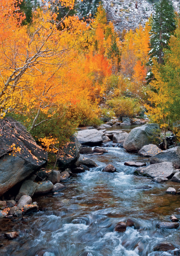 Fall Color along Bishop Creek, Inyo National Forest Notecard_Front_Flat