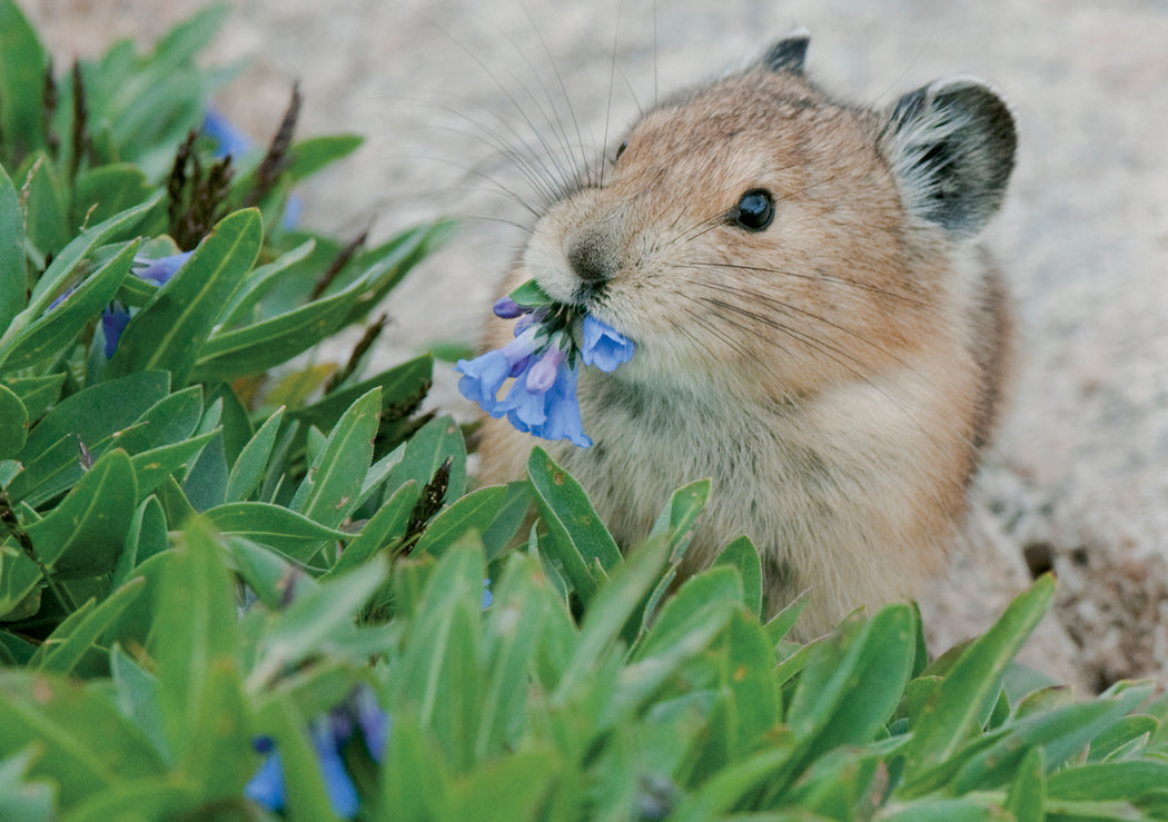 American Pika Eating Flowers Notecard_Front_Flat