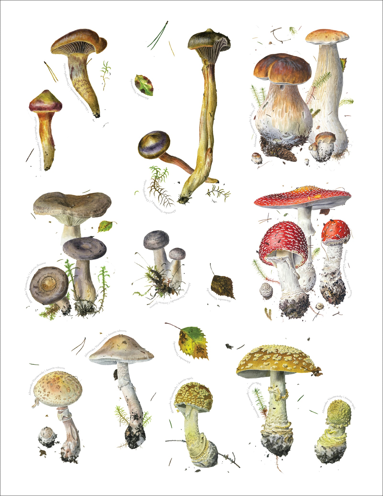 Mushrooms: Alexander Viazmensky Sticker Book_Interior_2