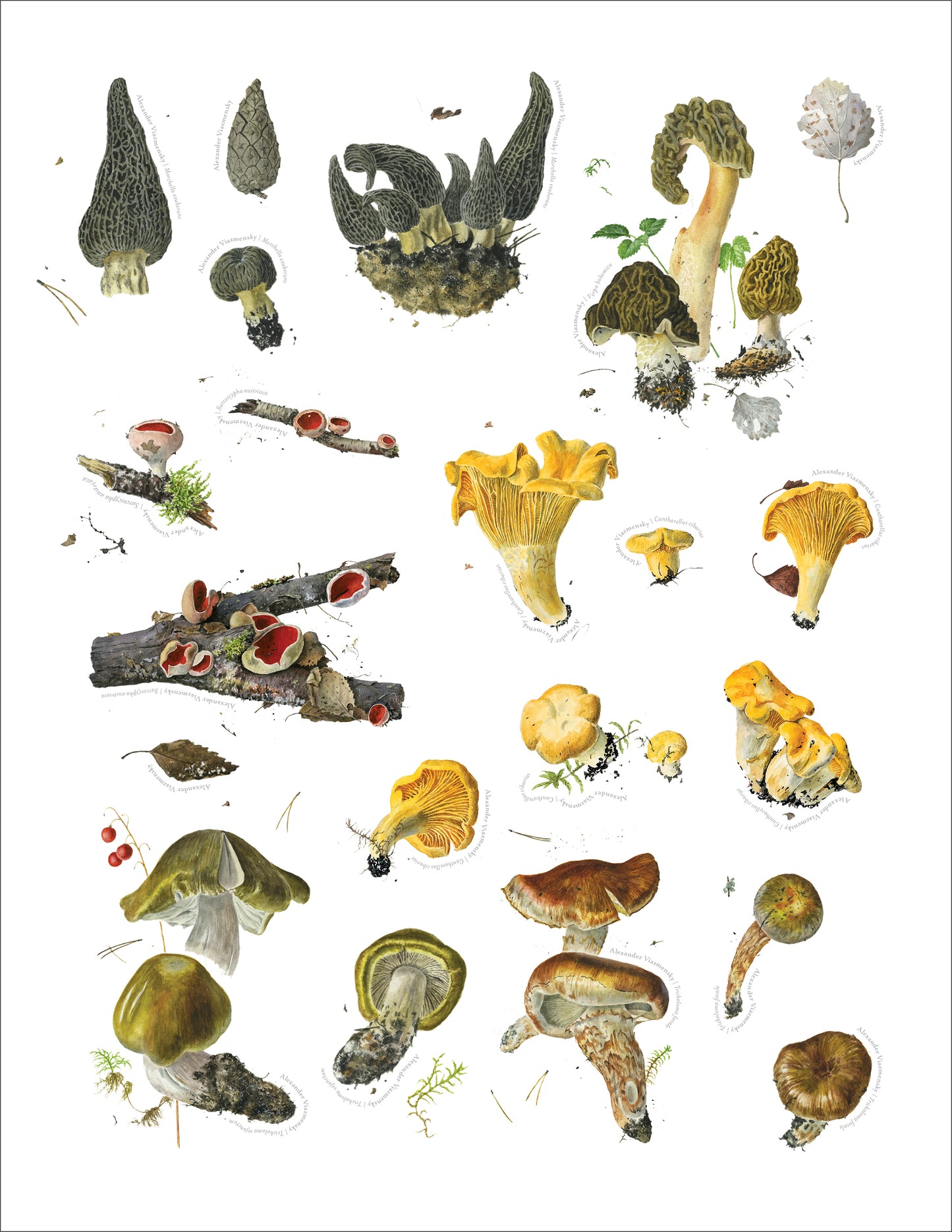 Mushrooms: Alexander Viazmensky Sticker Book_Interior_3