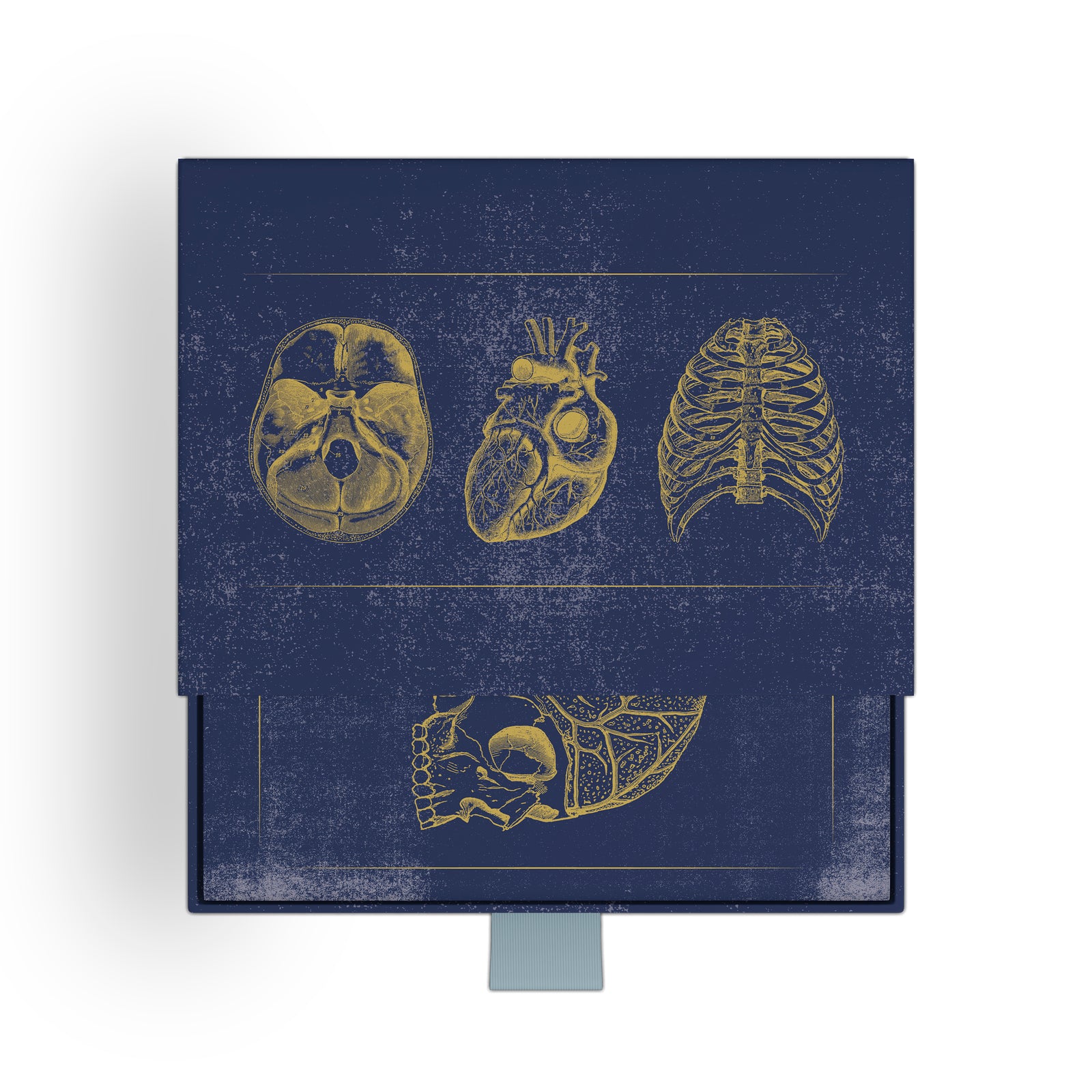 Vintage Anatomy Slipcase Boxed Notecards_Front_3D