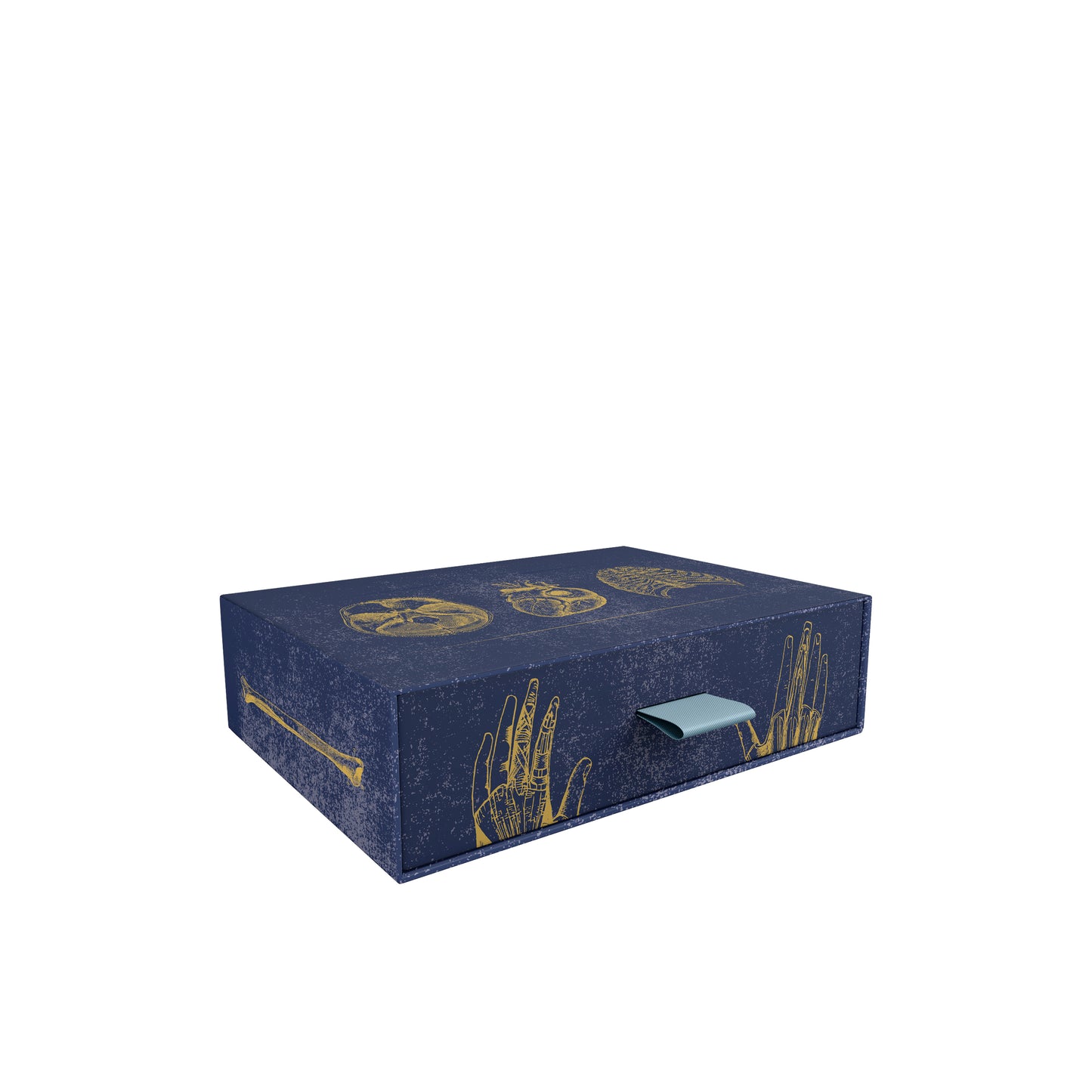 Vintage Anatomy Slipcase Boxed Notecards_Zoom
