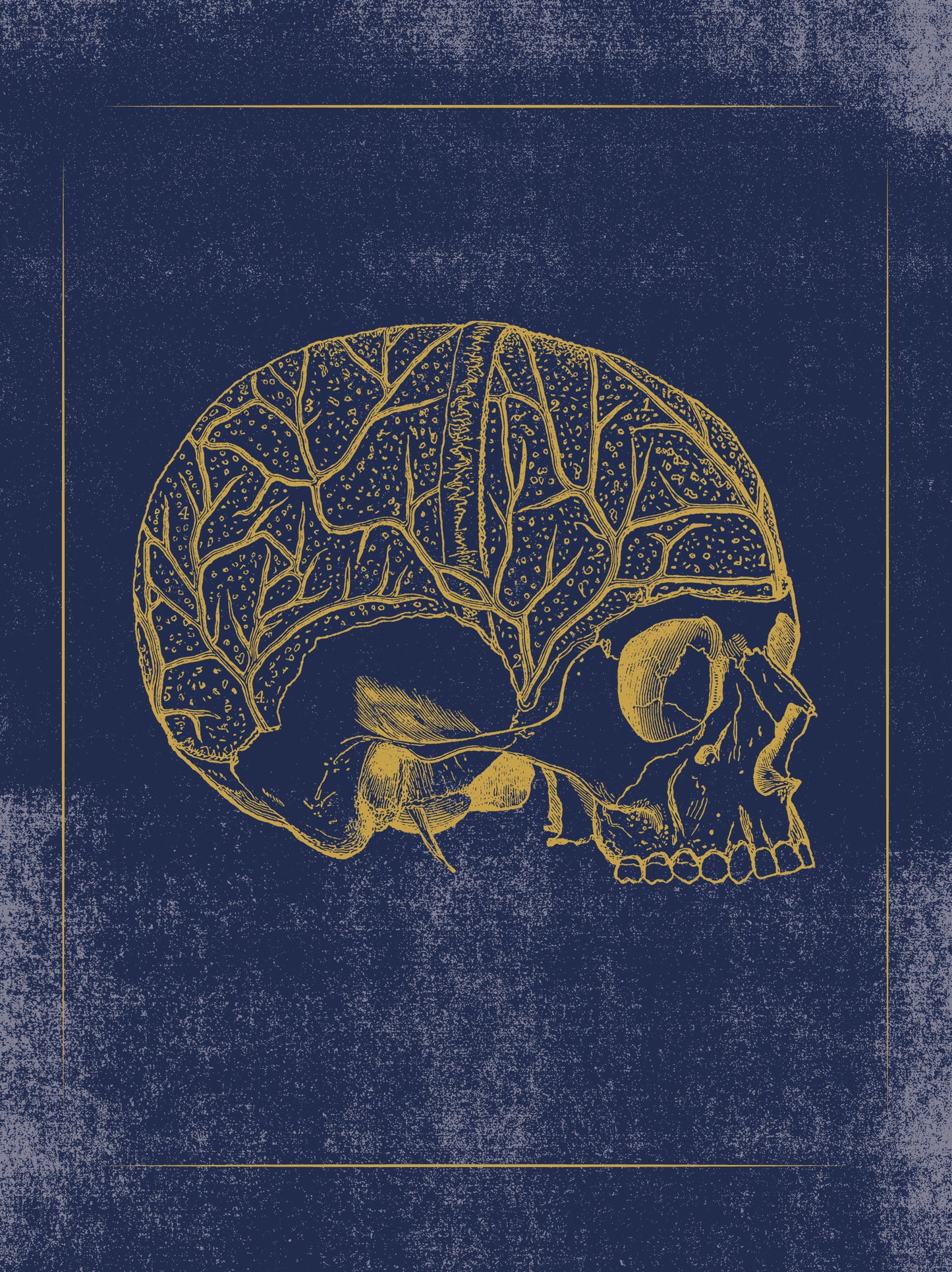 Vintage Anatomy Slipcase Boxed Notecards_Interior_1