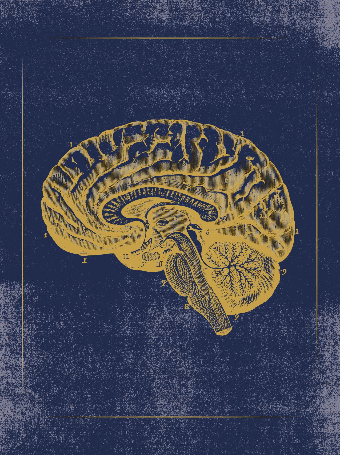 Vintage Anatomy Slipcase Boxed Notecards_Interior_4