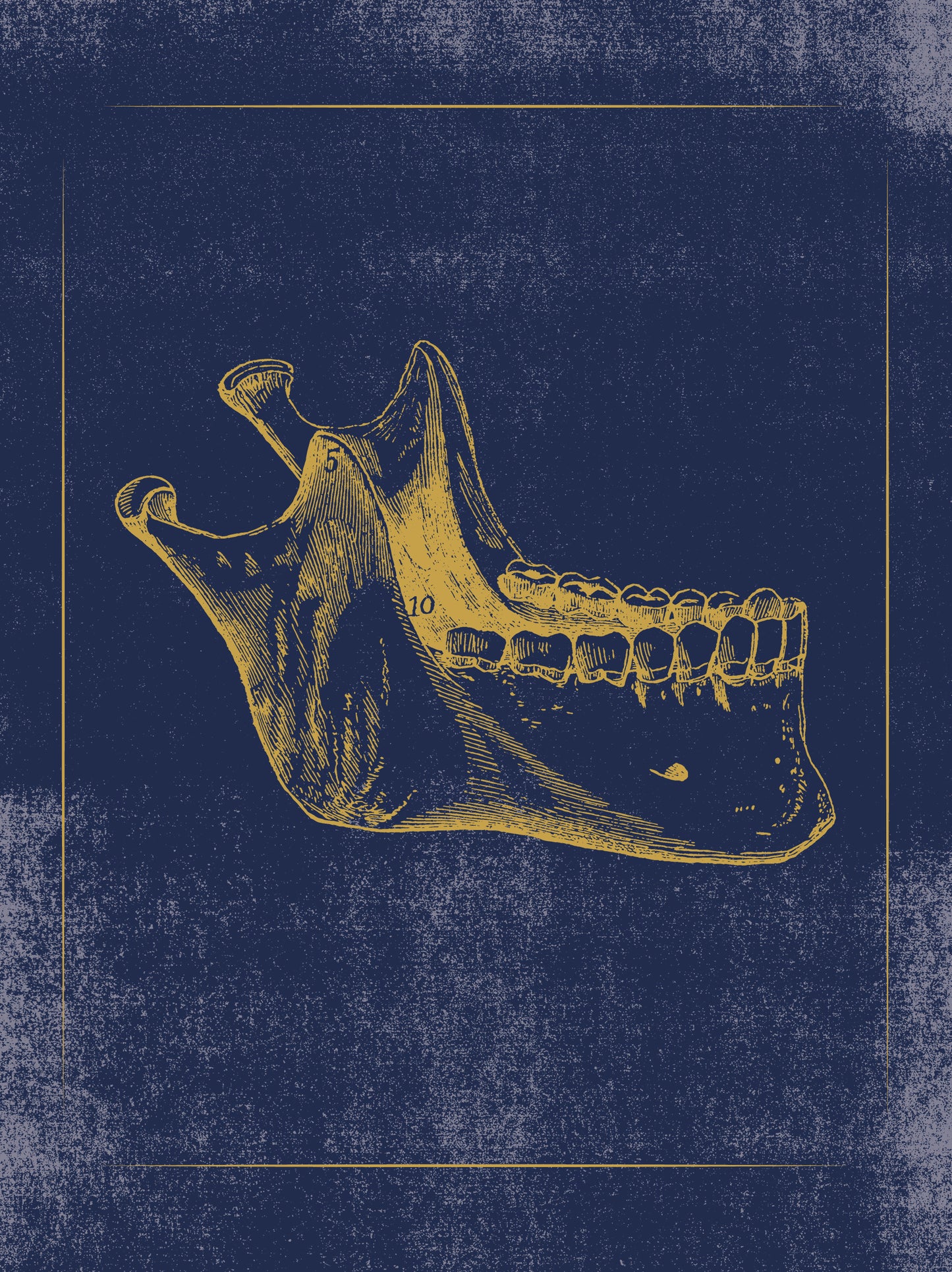Vintage Anatomy Slipcase Boxed Notecards_Interior_5