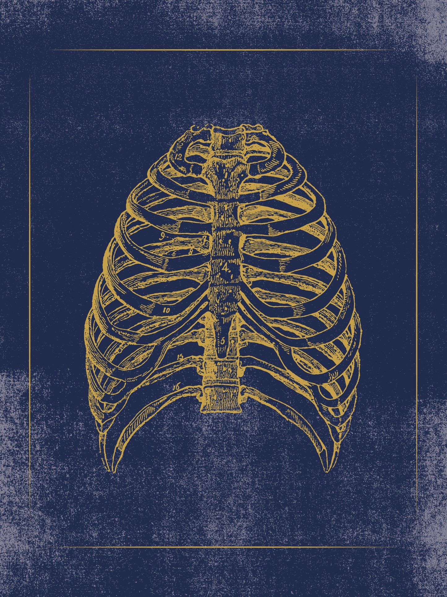 Vintage Anatomy Slipcase Boxed Notecards_Back_Multipiece