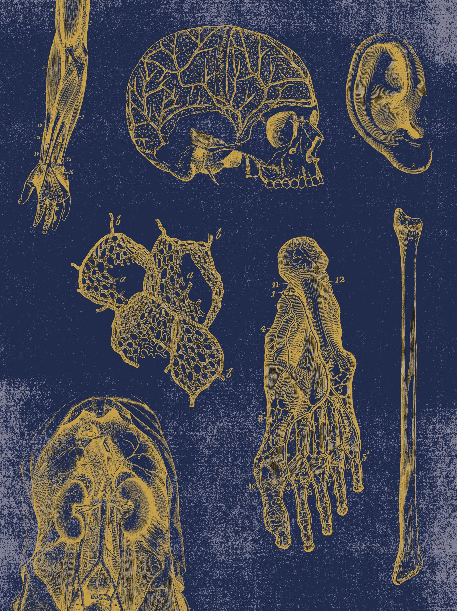Vintage Anatomy Slipcase Boxed Notecards_Back_Multipiece