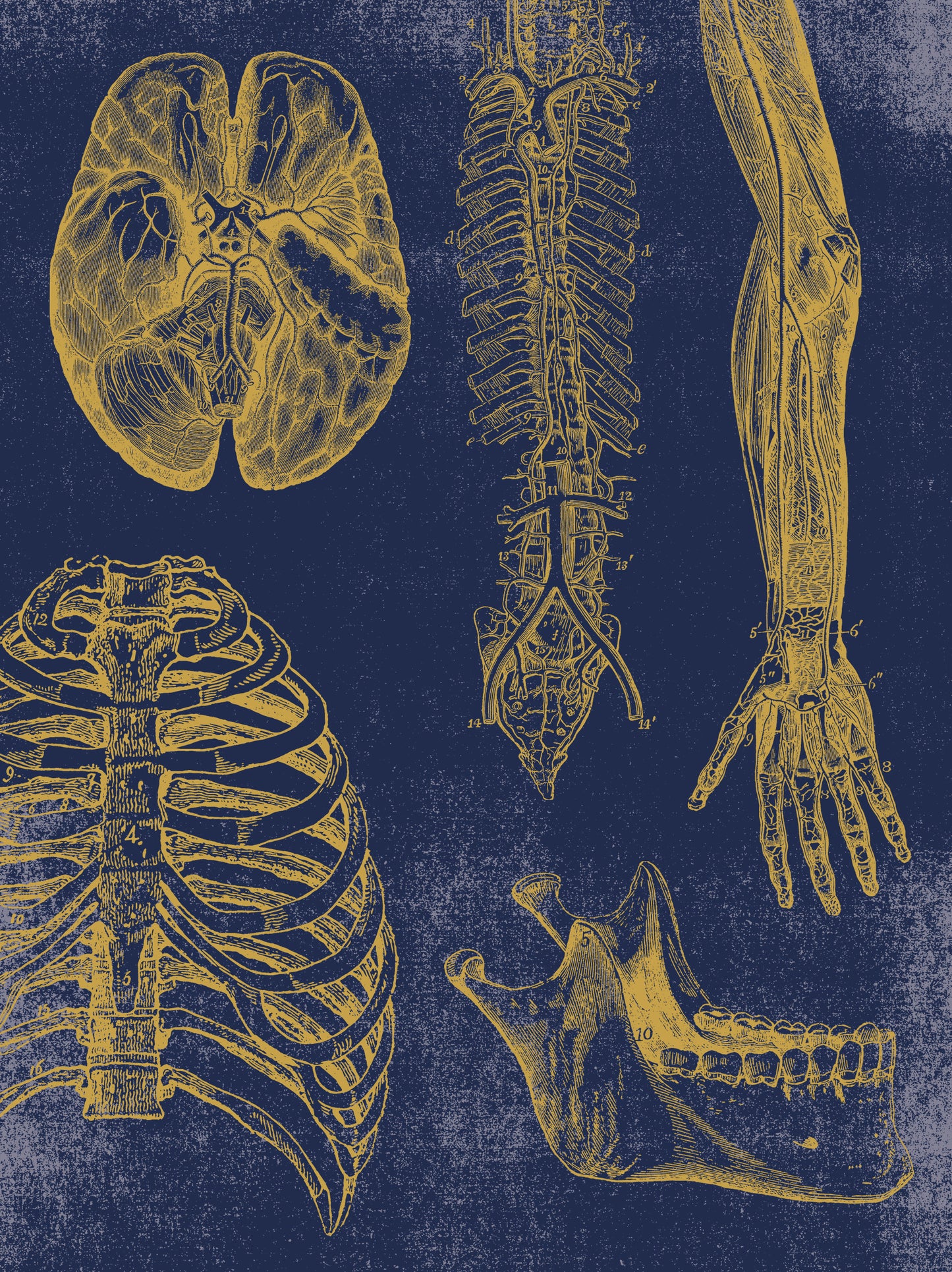 Vintage Anatomy Slipcase Boxed Notecards_Back_Multipiece