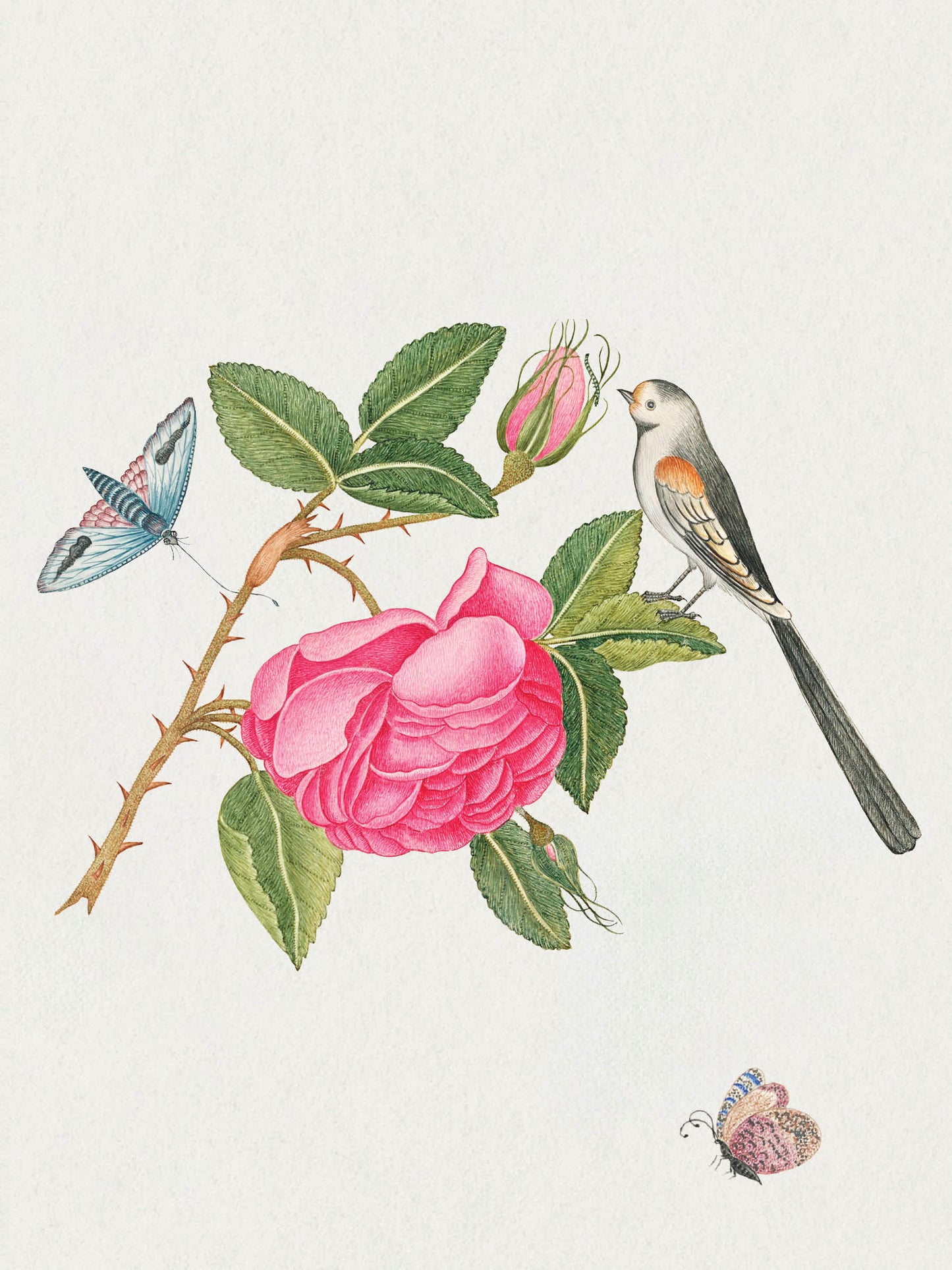 Flowers, Birds & Butterflies Celebrations Boxed Notecards_Interior_1