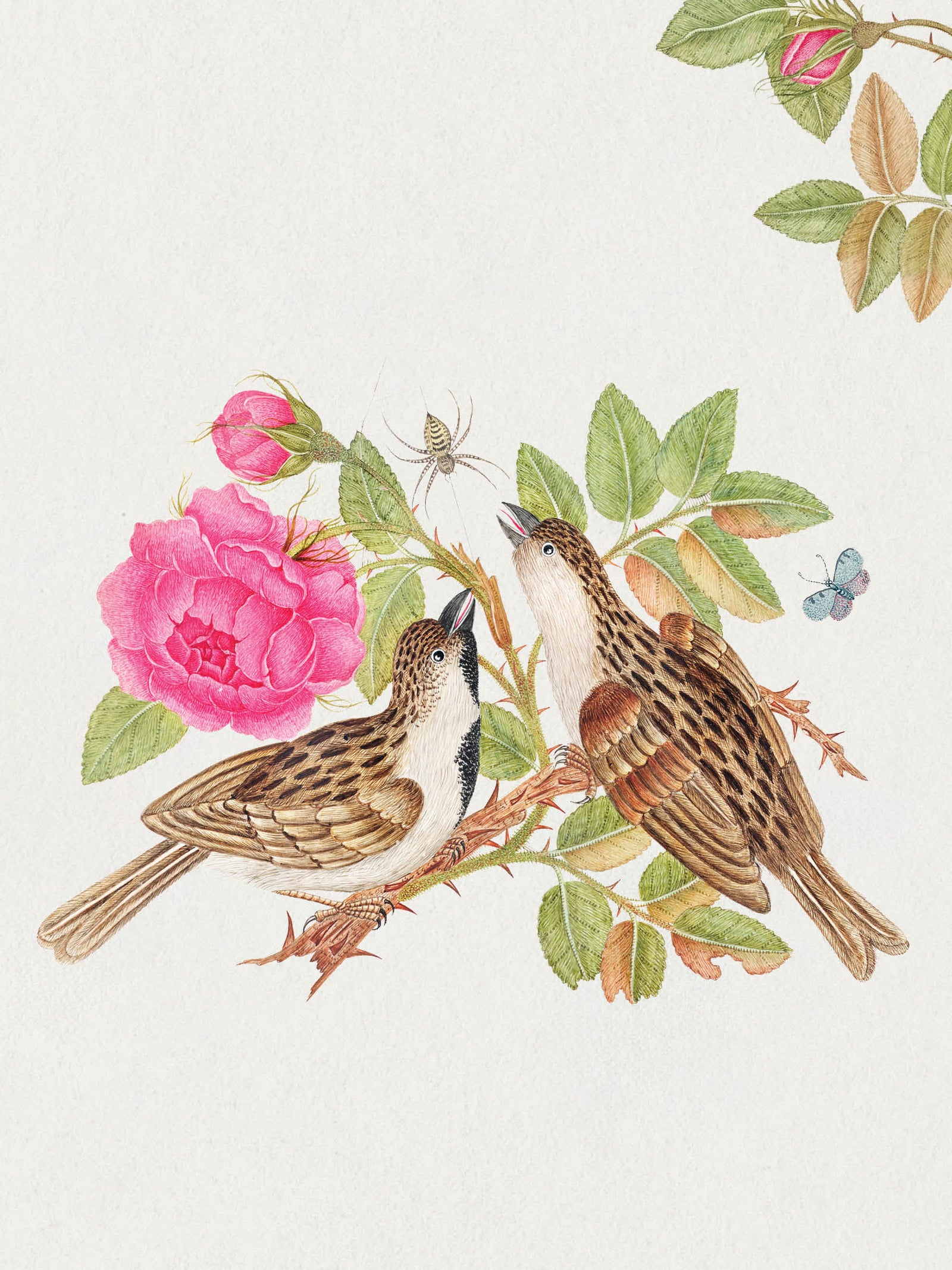 Flowers, Birds & Butterflies Celebrations Boxed Notecards_Back_Multipiece