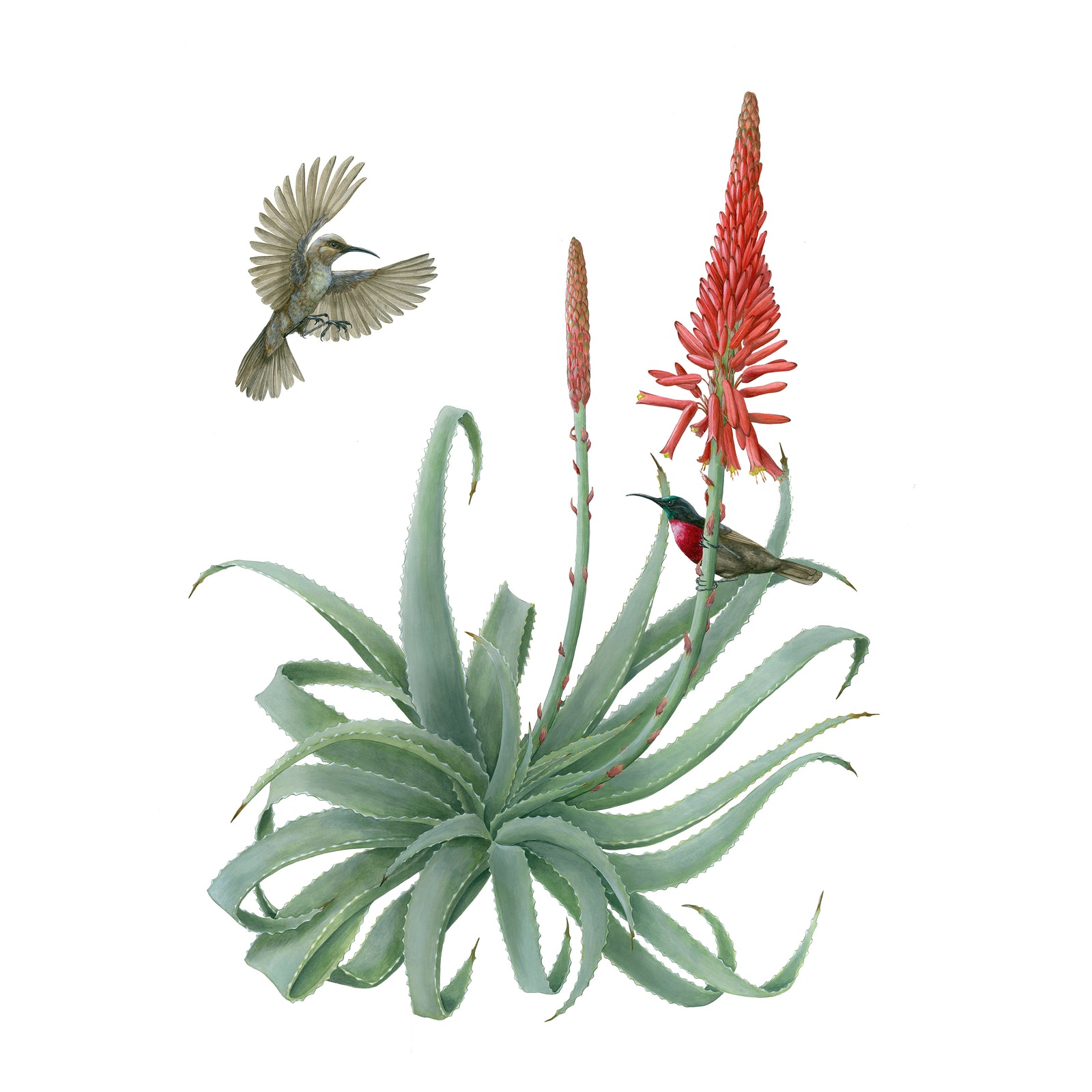 Erin E. Hunter: Pollinators 2027 Wall Calendar_Zoom