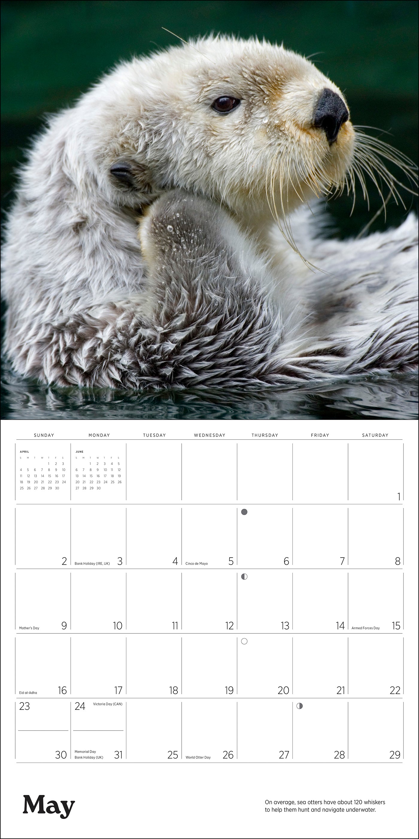 Sea Otters: Photographs by Tom and Pat Leeson 2027 Wall Calendar_Interior_1