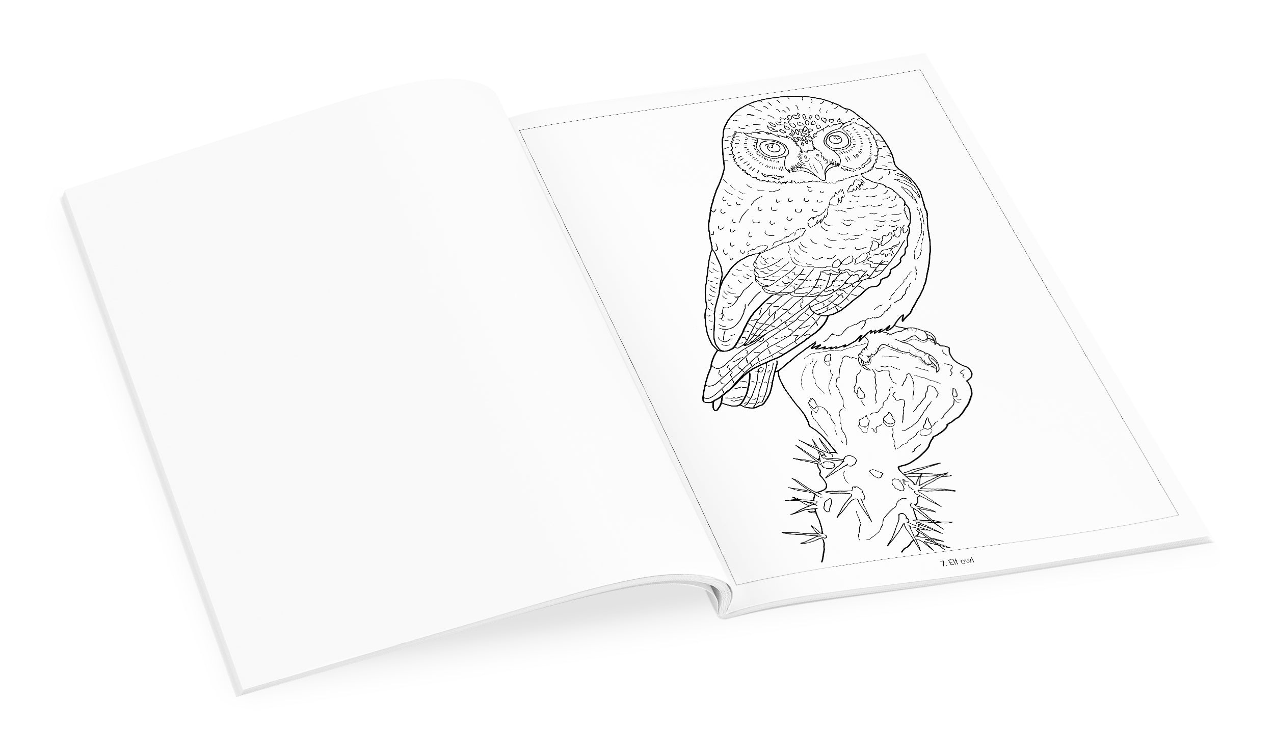 Owls Coloring Book – Pomegranate