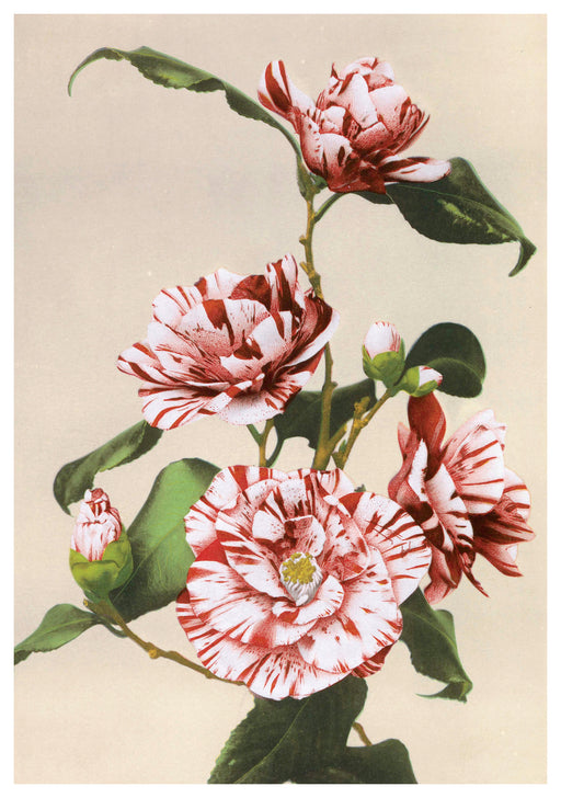 Kazumasa Ogawa: Striped Camellias Birthday Card_Front_Flat