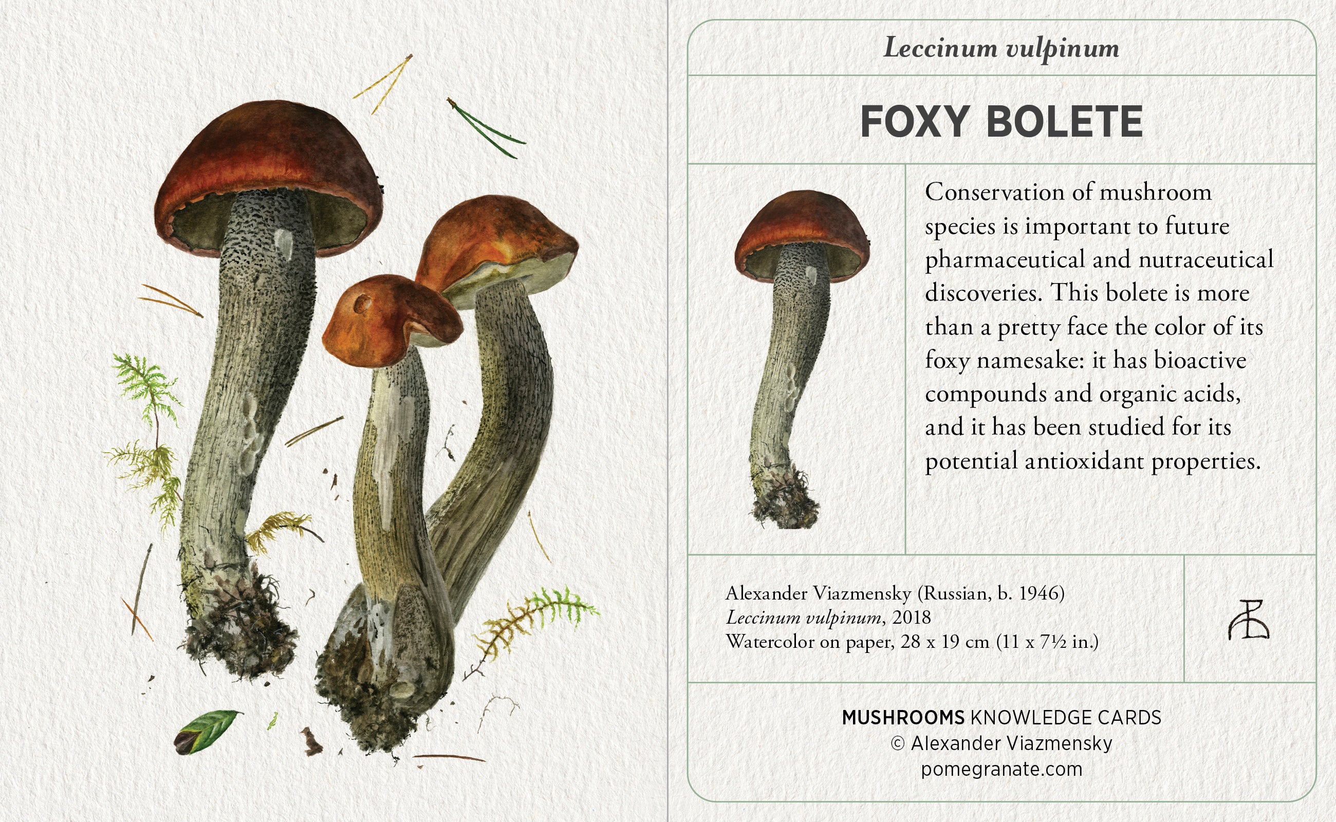Mushrooms: Alexander Viazmensky Knowledge Cards – Pomegranate