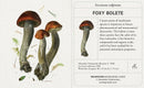 Mushrooms: Alexander Viazmensky Knowledge Cards_Interior_3