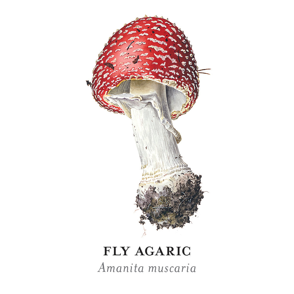 Mushrooms: Alexander Viazmensky Memory Game – Pomegranate