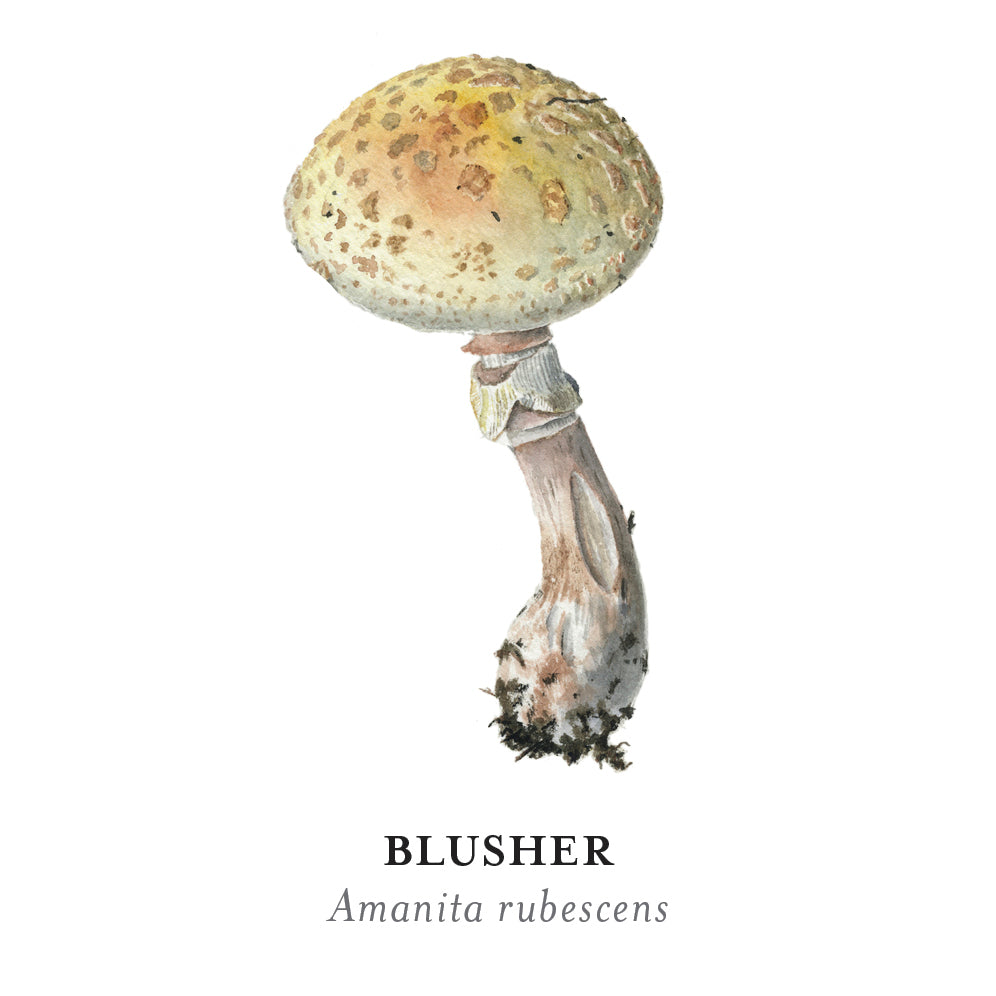 Mushrooms: Alexander Viazmensky Memory Game – Pomegranate
