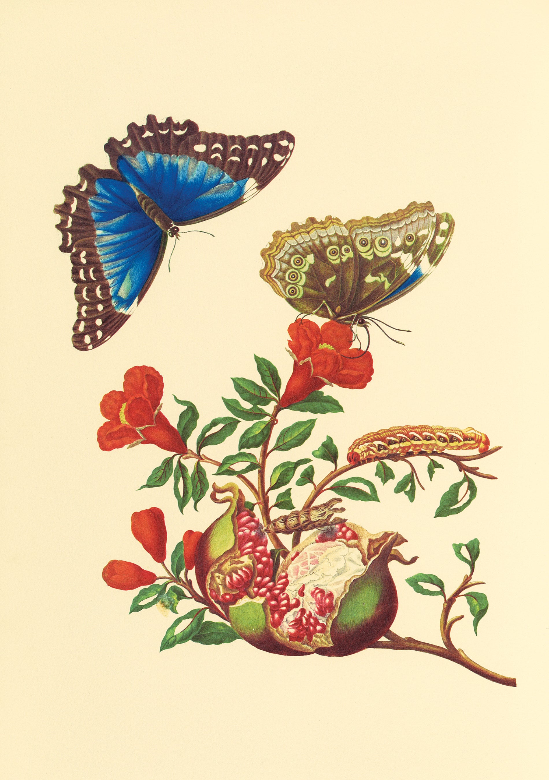 Maria Sibylla Merian – tagged 