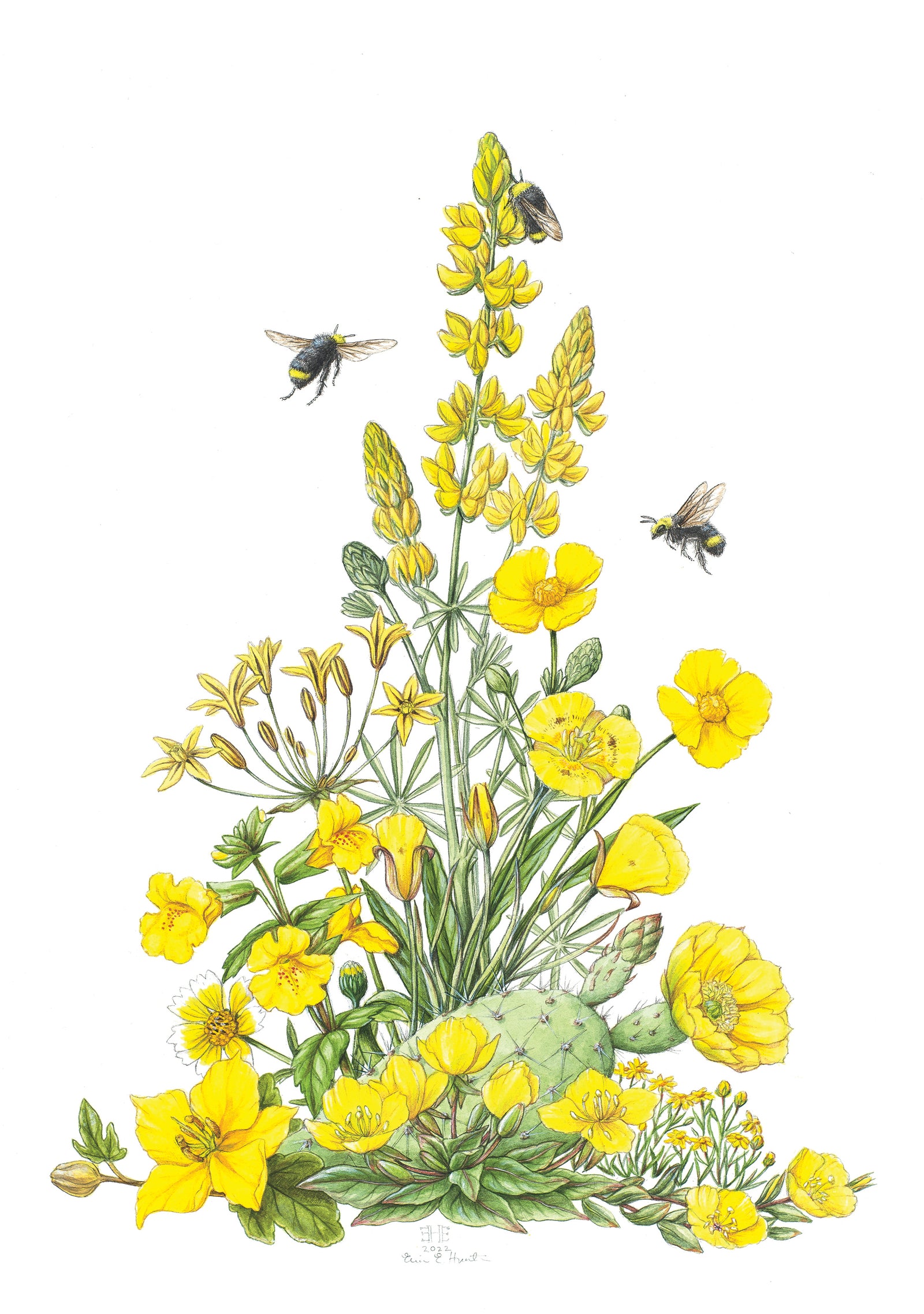 Erin E. Hunter: California Wildflowers in Yellow Notecard – Pomegranate