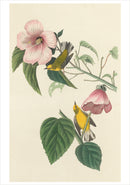 John James Audubon: Songbirds Boxed Notecard Assortment_Interior_1