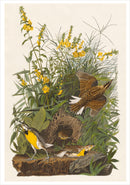 John James Audubon: Songbirds Boxed Notecard Assortment_Interior_2