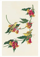 John James Audubon: Songbirds Boxed Notecard Assortment_Interior_3