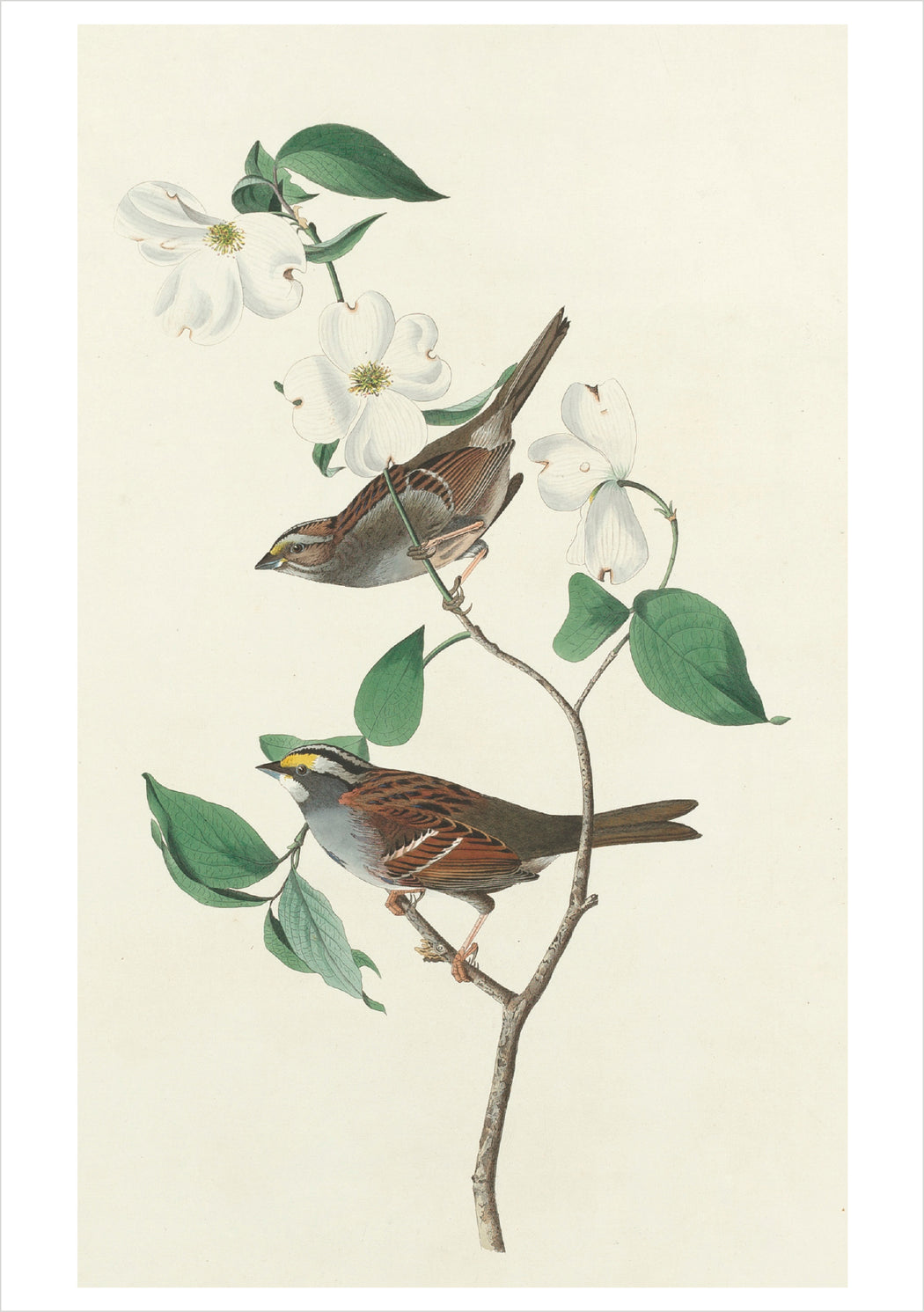 John James Audubon: Songbirds Boxed Notecard Assortment_Interior_4