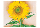 Georgia O'Keeffe: Sunflowers Notecard Folio_Interior_1