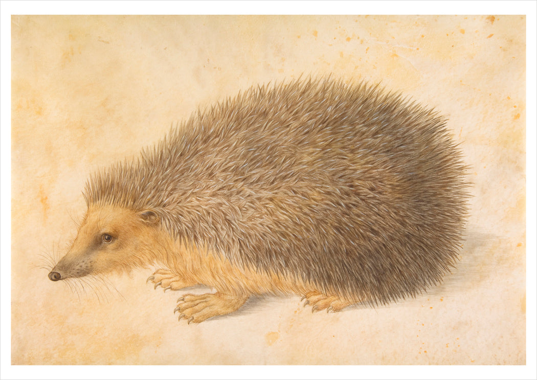 Hans Hoffmann: A Hedgehog Postcard_Front_Flat