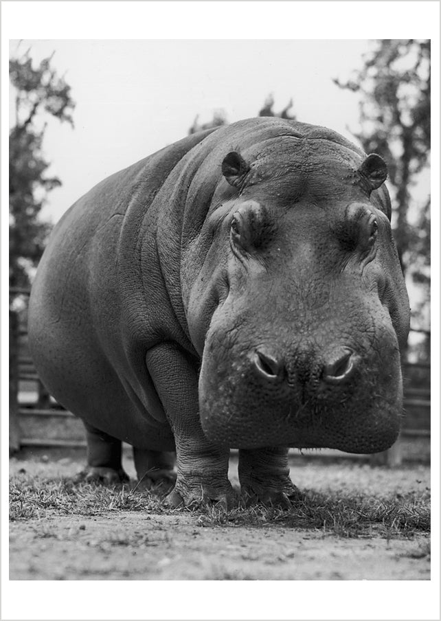 Yard Hippo Postcard_Front_Flat