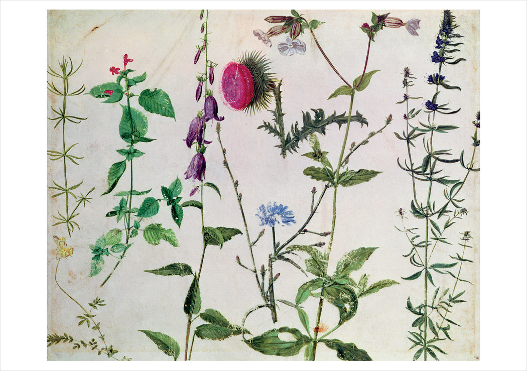 Hans Hoffmann: Eight Studies of Plants Notecard_Front_Flat