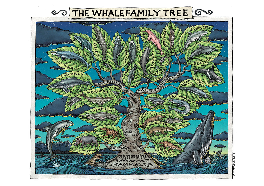 Ray Troll: The Whale Family Tree Notecard_Front_Flat