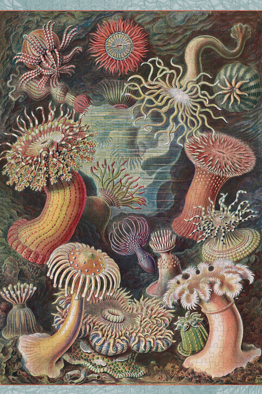 Ernst Haeckel: Sea Anemones 500-Piece Jigsaw Puzzle_Zoom