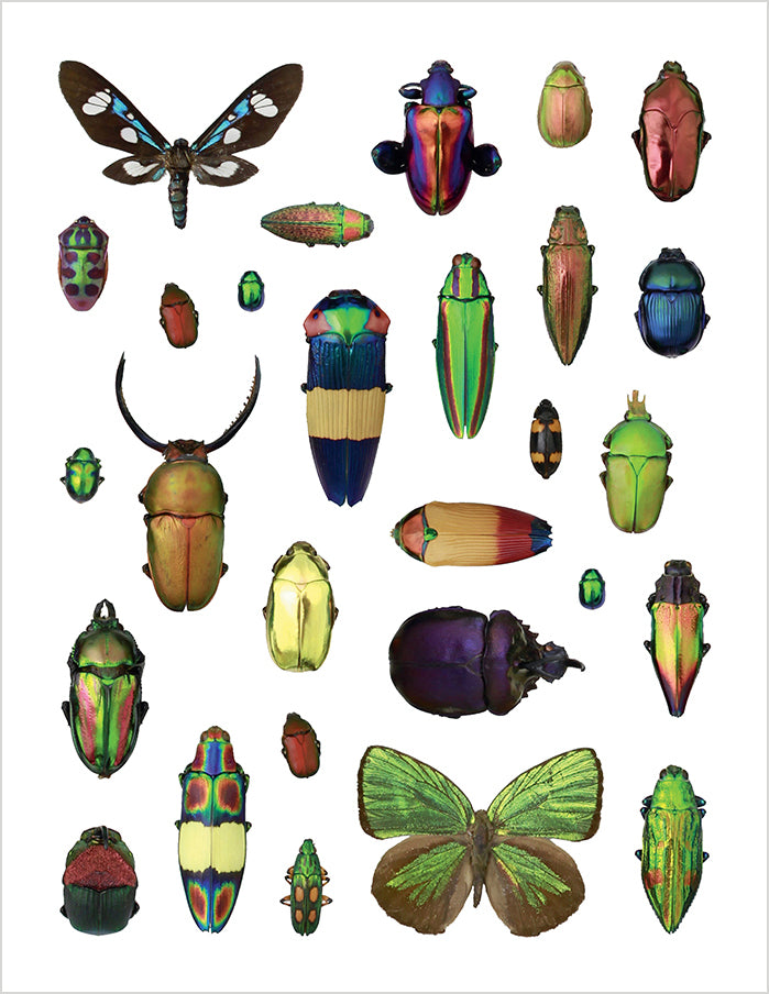 Christopher Marley's Incredible Insects Sticker Book_Interior_2